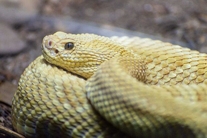 As duas espécies de cobras nativas mais perigosas são a cascavel e a jararaca. A cascavel é a que mais mata no Brasil. A cobra possui o veneno neurotóxico, que atinge o sistema nervoso, sendo o mais letal. São 20 mil acidentes por ano no País. A jararaca é a que mais pica, sendo responsáveis por 69,3% dos acidentes de cobras no Brasil. Com o veneno proteolítico, os sintomas são de inchaço, hemorragia no local da mordida, olhos ou gengiva - (Rodrigo Pivas/Gazeta de S.Paulo)