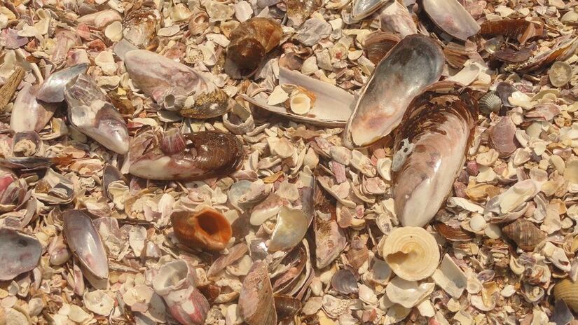 A calmaria das águas e a presença limitada de areia permitem que as conchas se acumulem e se preservem ao longo do tempo, criando uma paisagem encantadora. Foto: Monique Renne / Melhores Destinos