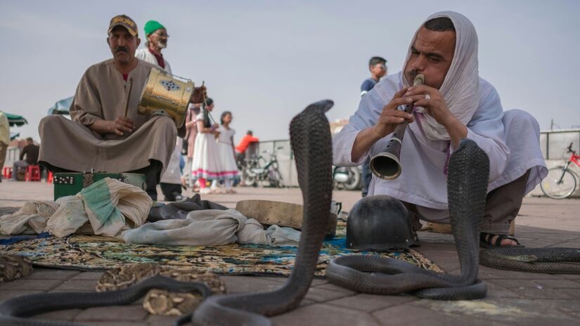 Muitos conhecem as najas pelos famosos encantadores de serpentes, que parecem hipnotizar essas criaturas com o som de uma flauta. No entanto, najas, como outras serpentes, não ouvem da forma como os humanos fazem, pois não possuem ouvido externo nem médio. / Foto: Unsplash