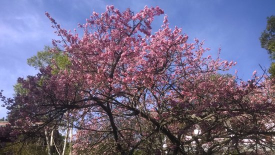 Fechando a lista, não é um lugar em específico, mas sim um evento que ocorre por toda a cidade. Durante a primavera, as cerejeiras florescem, atraindo visitantes para o Hanami, uma celebração da beleza efêmera das flores - (Reprodução)