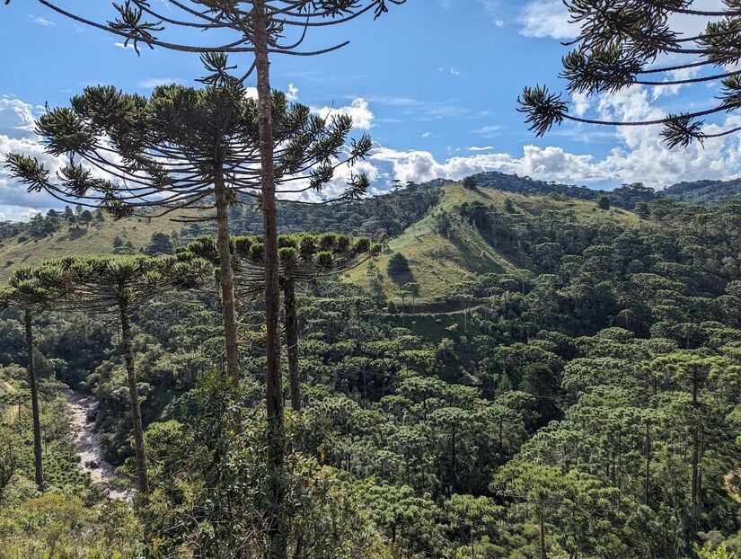 O Parque Estadual dos Mananciais de Campos do Jordão, também conhecido como Horto Florestal, é um dos pontos mais famosos da cidade, o principal para o ecoturismo. Ele fica em uma área protegida de Mata Atlântica e abriga opções importantes da fauna e flora nativas da região, como mais de 186 espécies de aves, e outros animais ameaçados de extinção, como a onça-parda e a jaguatirica - (Foto: Katia Yendo/Google Reviews)
