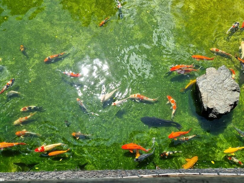 Um dos lugares mais visitados do local é o ultra tranquilo Lago das Carpas, que recebeu as primeiras carpas coloridas (nishikigoi) na década de 1970, por iniciativa da Associação Brasileira de Nishikigoi  com capacidade para cerca de 100 mil litros de água, abriga cerca de 320 carpas - (Ilsandra Lima/Google Reviews)