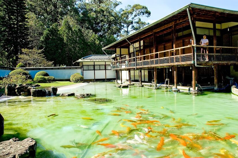 No espaço há uma pequena loja, que vende lembranças do local, objetos e artigos da cultura japonesa, além de um pacote de ração para alimentar as carpas do lago. Na parte da refeição, o pavilhão conta com um pequeno café, que oferece no cardápio boas opções de salgados, doces e bebidas - (Divulgação)