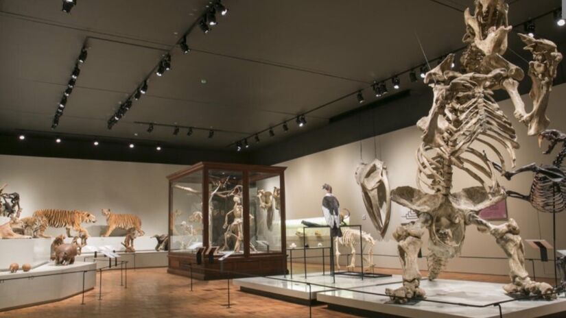 O Museu de Zoologia da Universidade de São Paulo (MZUSP), localizado no Ipiranga, São Paulo, é um dos principais centros de história natural da América Latina. Fundado no final do século XIX e vinculado à USP desde 1969, o museu possui uma coleção de mais de 8,5 milhões de espécimes de vertebrados e invertebrados. / Foto: Divulgação/Nanda Ferreira