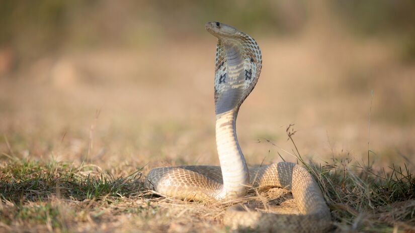 Esta serpente habita o sul da Ásia, em regiões que vão desde florestas tropicais a áreas semidesérticas em países como China, Índia, Tailândia e Vietnã. / Foto: Pexels