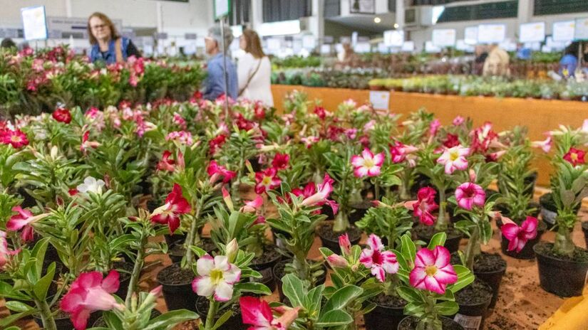 Durante o festival, visitantes podem comprar mudas de flores. Foto: Divulgação/Expoflora