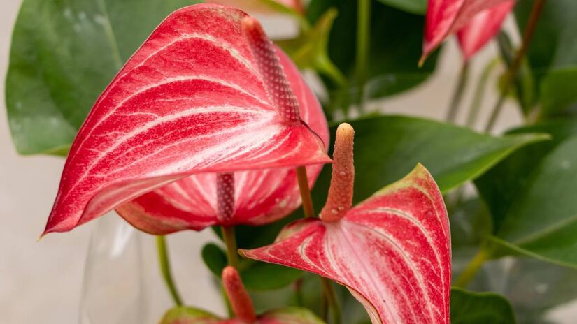 Todos os anos, diversas 'novas' flores são 'lançadas' no festival; esta é Antúrio Livium Red. Foto: Divulgação/Expoflora