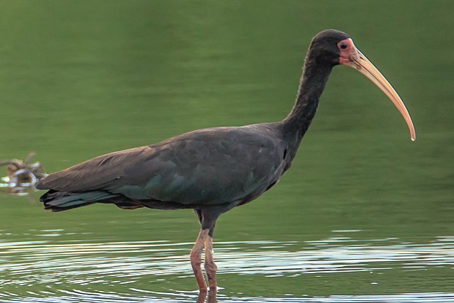 Uma espécie de ave se espalhou pelo litoral de São Paulo e parece disposta a dominar o mundo. Trata-se do Tapicuru (Phimosus infuscatus), que dominou a Baixada Santista - (Hector Bottai/Wikimedia Commons)