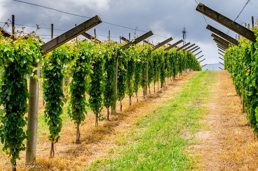 O principal atrativo de São Roque é o Roteiro do Vinho, que oferece uma imersão no universo da viticultura através de adegas, vinícolas e centros de lazer. Vinícula Goes em São Roque / Foto: Nêssa Florêncio / Flickr