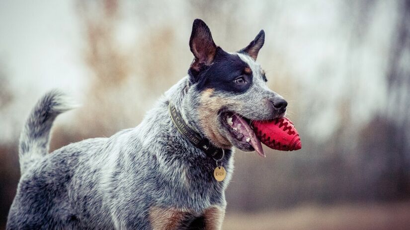 O Australian Cattle Dog é também conhecido no Brasil como Boiadeiro Australiano ou blue heeler e é uma raça muito peculiar. Forte, inteligente, resistente e extremamente leal aos seus humanos. Sua criação teve início no XIX na Austrália, como o próprio nome diz. Foto: Depositphotos