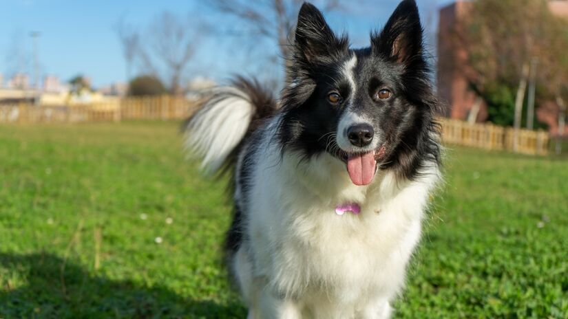 A raça Border Collie, antigamente, era perfeita para o pastoreio nas regiões montanhosas da Grã-Bretanha, se movimentando facilmente por mais de 50 quilômetros em um terreno irregular e até mesmo no frio durante um só dia. Foto: Freepik