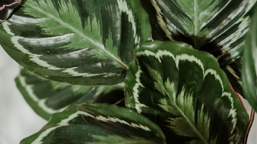 Calathea/ Foto: Unsplash