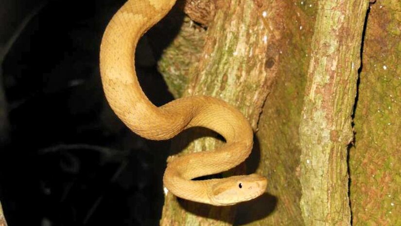 Além disso, o local é o único habitat da jararaca-ilhoa (Bothrops insularis), espécie considerada uma das cobras mais perigosas no Brasil. Na Ilha das Cobras há cerca de 45 serpentes por hectare - (Fabiano Andrade/Instituto Butantan)
