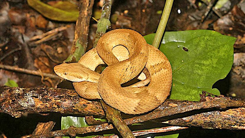 Há poucos roedores e outras presas, que são o alimento principal da jararaca-ilhoa (Bothrops insularis), na ilha. Com isso, o veneno da espécie no local acabou ficando mais forte. A espécie, além disso, está ameaçada de extinção - (Otávio Marques/Instituto Butantan)