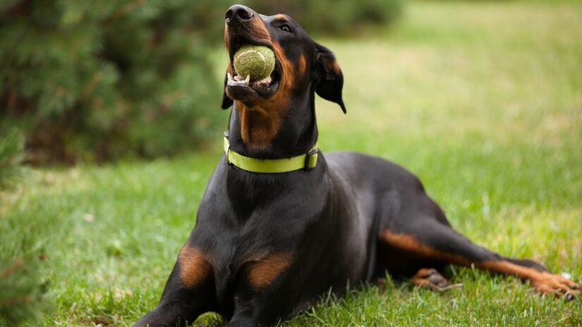 Criado na Alemanha no século XIX, o doberman era bastante utilizado como cão de guarda. Imponente, ele tem uma aparência elegante e costuma ser um cachorro esbelto e musculoso. Foto: Freepik