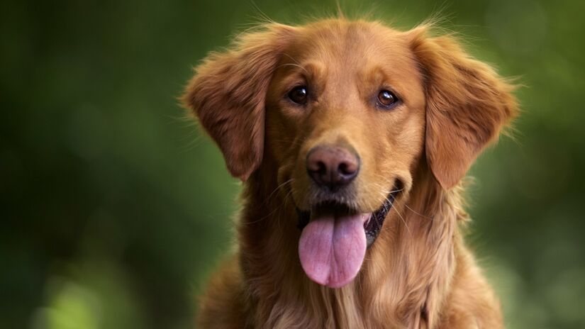 De origem britânica, conhecido por ser muito dócil e companheiro, o Golden Retriever é considerado por muitos o "cão dos sonhos". Foto: Freepik