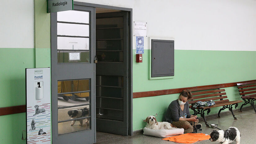 As unidades também realizam cirurgias, exames laboratoriais e internação para cães e gatos - Foto: Rovena Rosa / Agência Brasil