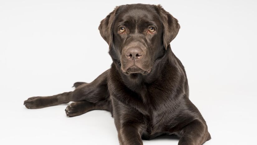 Criado no século XIX no Canadá, o retriever do labrador (ou labrador retriever) é um dos cachorros mais populares do mundo. Sempre muito amável, amistoso e obediente, ele se destaca hoje em dia como um excelente cachorro da família, mas décadas atrás, era bastante utilizado como "cão de pesca". Foto: Freepik