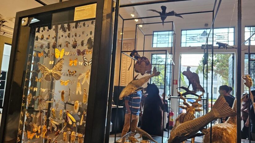 No museu é possivel explorar desde dinossauros até insetos. Foto: Divulgação 