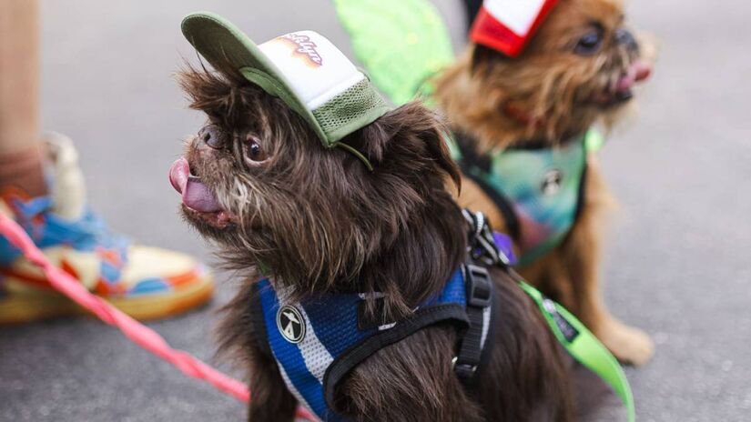 O evento, que é pet friendly, promoverá uma caminhada para os cachorrinhos e seus tutores, a "Cãominhada", comandada por uma marca de moda animal. Foto: @julio.jotac/Divulgação Festival Pinheiros 