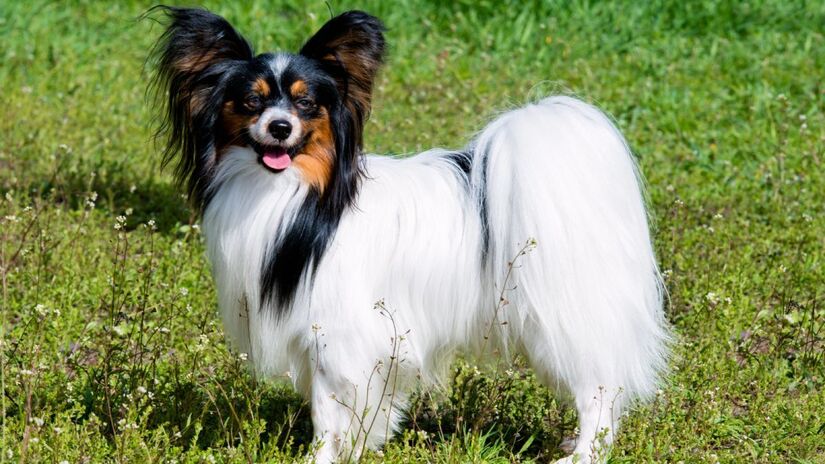 Criado no século XVII, provavelmente na Espanha, o Pequeno Spaniel Continental foi reproduzido a partir da redução do tamanho dos Spaniels mais populares da época. A raça, que era usada como cão de colo pela nobreza espanhola e francesa, pode ser encontrada em duas variedades: Phalene e Papillon. Foto: Depositphotos