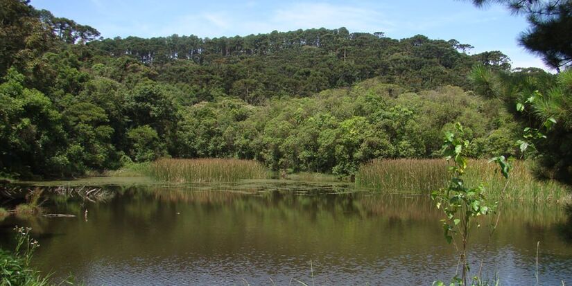 Criado em 1963, o espaço possui uma área de 7.916,52 hectares, dividido em quatro núcleos, que abrangem os municípios de São Paulo, Guarulhos, Mairiporã e Caieiras - (Divulgação/SEMIL)
