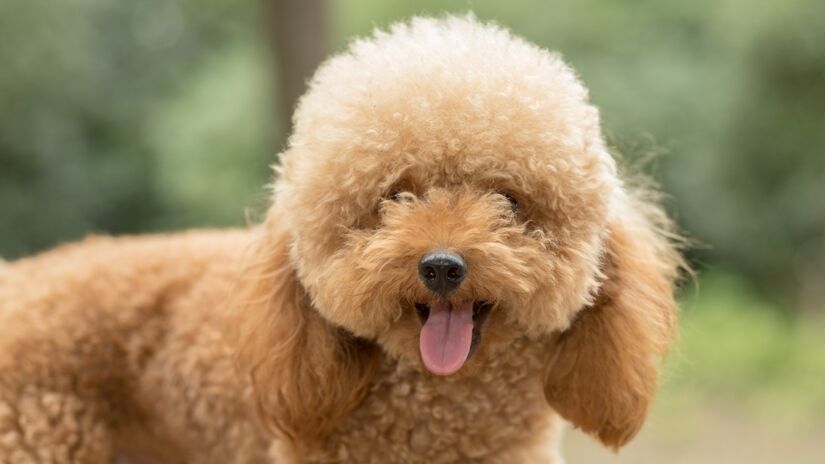 Uma das raças mais conhecidas no mundo todo, o Poodle possui diversas características que faz com sejam amados por todos, principalmente pela sua inteligência. Ele está em segundo lugar no ranking de Staley Coren. Foto: Freepik