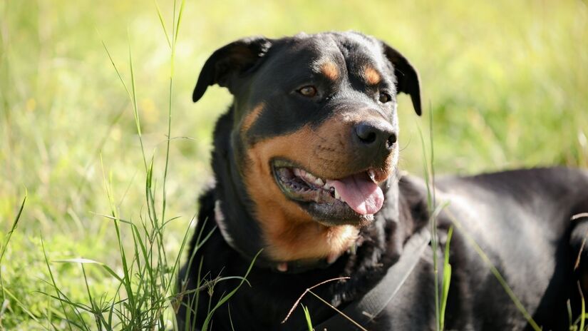 Eles são grandes, fortes e apesar da cara de mau são cães muito amorosos e extremamente apegados aos seus humanos. Trata-se de uma raça muito antiga, afinal os antecessores dos Rottweilers acompanhavam as legiões romanas pelos longos caminhos que percorriam. Foto: Freepik