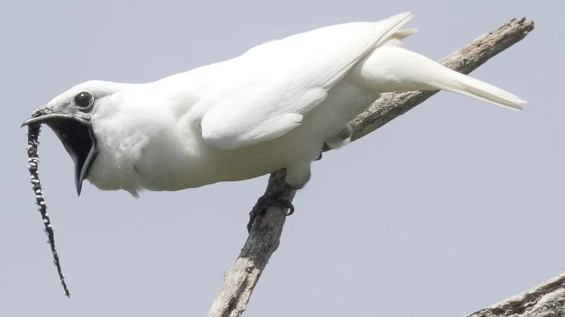 A araponga, também chamada de uiraponga ou ferreiro, é uma espécie vulnerável no norte do Brasil. Conhecido por ser o pássaro mais barulhento do mundo, a ave possui um chamado metálico e estranho. Foto: Anselmo d'Affonseca/INPA