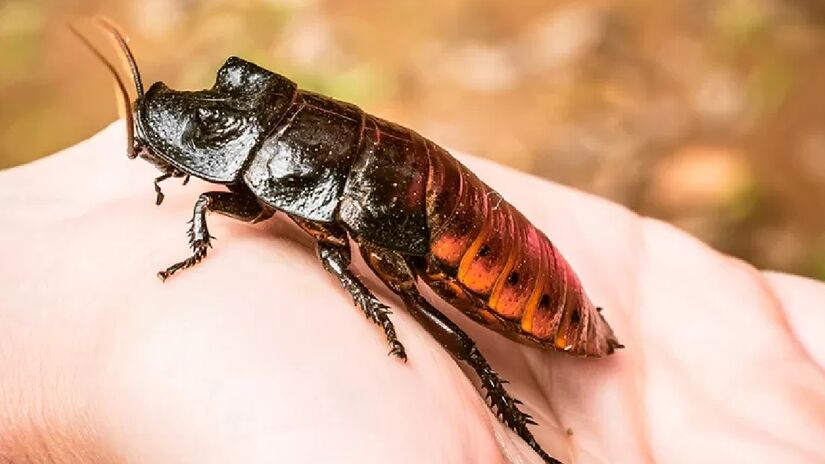 Barata-de-Madagascar (a maior barata do mundo) - (Reprodução/Site/Planeta Inseto)