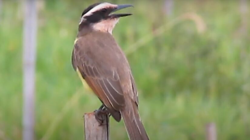 Ave "Bem-te-vi". Foto: Reprodução/Youtube