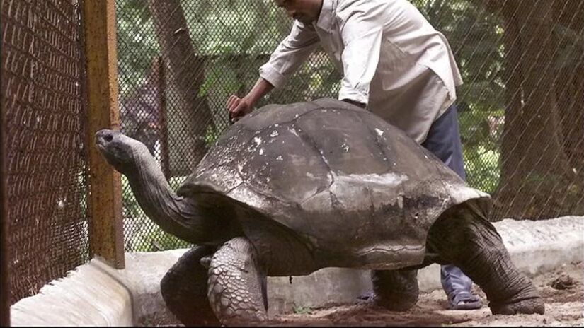 O animal terrestre mais velho já registrado é o Cágado Gigante Adwaita, que viveu 255 e morreu em 2006. Foto: Wikimedia Commons