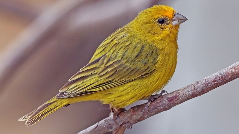 O canário-da-terra (Sicalis flaveola), também conhecido como canarinho, canário-da-horta e chapinha, é uma ave de aproximadamente 13,5 centímetros de comprimento, pesando em média 20 gramas. Seu nome científico significa "amarelinho". Foto: Wikimedia Commons