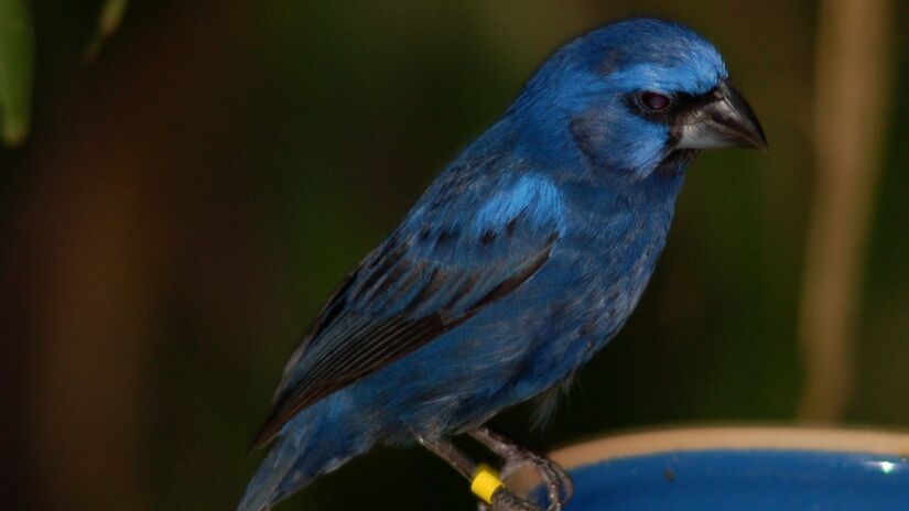 O azulão é uma ave passeriforme da família Cardinalidae, também conhecida como azulão-bicudo, azulão-do-nordeste, azulão-verdadeiro e gurundi-azul. Seu nome científico, Cyanoloxia brissonii, significa "pássaro azul escuro com bico forte" e homenageia o ornitólogo francês Mathurin Jacques Brisson. Foto: Wikimedia Commons