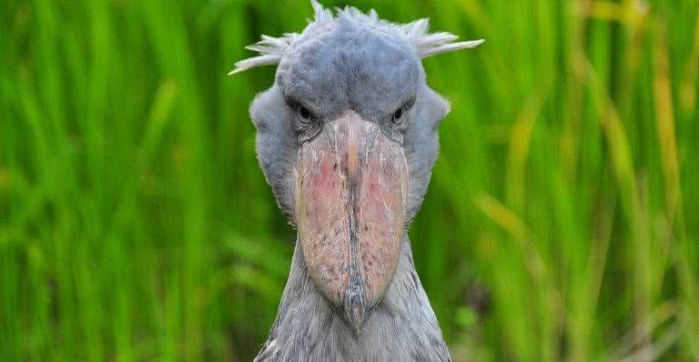 Nativa dos pântanos da África Oriental, a cegonha-bico-de-sapato se destaca por seu tamanho impressionante, chegando a 1,2 metros de altura. O som que emite lembra uma metralhadora, e a sua aparência é de dar medo em qualquer um. A espécie é considerada vulnerável na lista de conservação. Foto: Wikimedia Commons