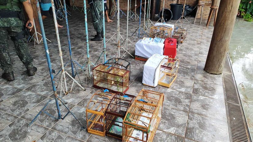 Foram recolhidas 104 gaiolas e 59 pedestais usados para a exposição das aves. Foto: Divulgação/Polícia Militar Ambiental