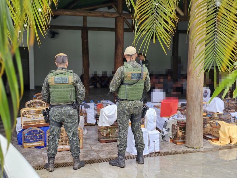 Ao todo, 94 pássaros da espécie coleirinha foram encontrados, sendo que 50 estavam com anilhas. Foto: Divulgação/Polícia Militar Ambiental