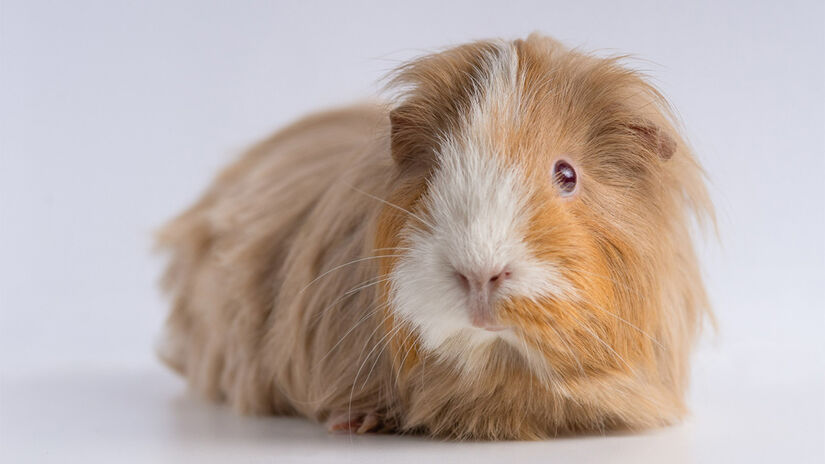 Hamster convivem melhor com crianças a partir de 6 anos, que possuem maiores habilidades motoras e de consciência para contato físico com um animal mais frágil - Foto: Wirestock / Freepik