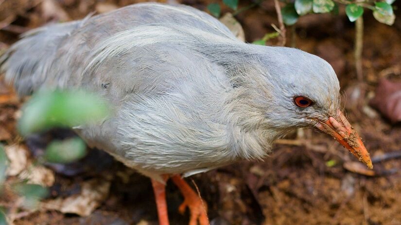 O Kagu se destaca por uma crista que pode ser erguida ou abaixada como forma de alerta, especialmente em disputas territoriais. Sua vocalização peculiar ainda é objeto de estudo, mas sabe-se que tem origens evolutivas. Foto: Pixabay