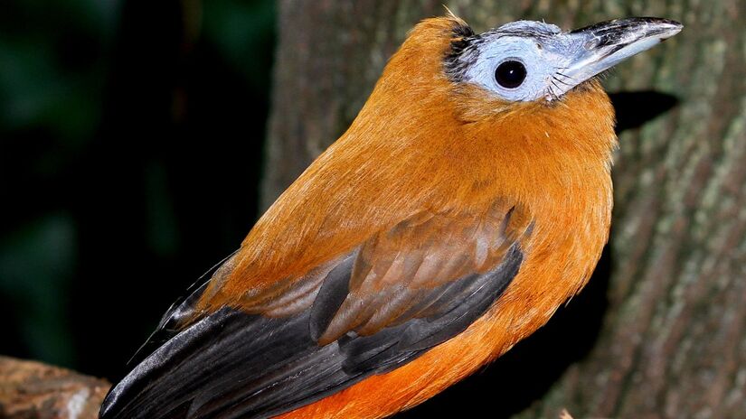 Conhecido por seus nomes alternativos como pássaro-capuchinho ou pássaro-boi, o maú possui uma coloração curiosa, com cabeça azul sem plumagem e penas enroladas na cauda que podem ser erguidas em exibições. O seu canto é um pouco assustador, se parece com um som metálico de uma sirene de guerra, por exemplo. Foto: Wikimedia Commons