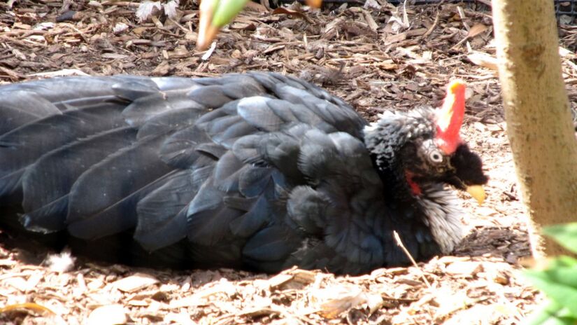 O mutum-cornudo mede cerca de 85 cm e apresenta penas pretas estendidas e uma coloração branca no peito. Foto: Wikimedia Commons