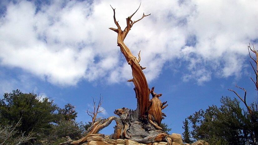 Agora se não colocarmos a clonagem como valores de contagem, um indivíduo de uma espécie de pinheiro americana, a Pinus Longaeva, conseguiu chegar a 4.846 anos. Foto: Wikimedia Commons