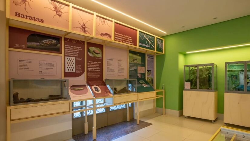 O museu do Instituto Biológico (IB-APTA), que pertence à Secretaria de Agricultura e Abastecimento do Estado de São Paulo, abriga de forma permanente a exposição Planeta Inseto - (Reprodução/Site/Planeta Inseto)