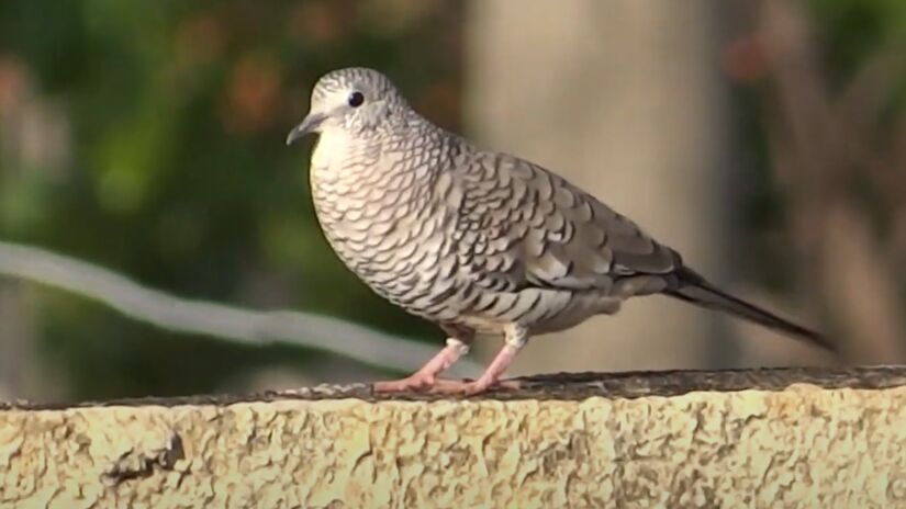 Rolinha "Fogo apagou". Foto: Reprodução/Youtube