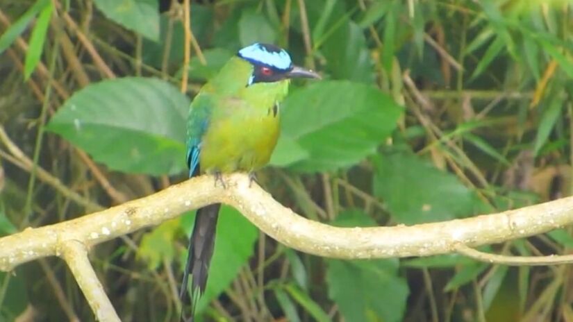 Ave "Udu-de-coroa-azul". Foto: Reprodução/Youtube