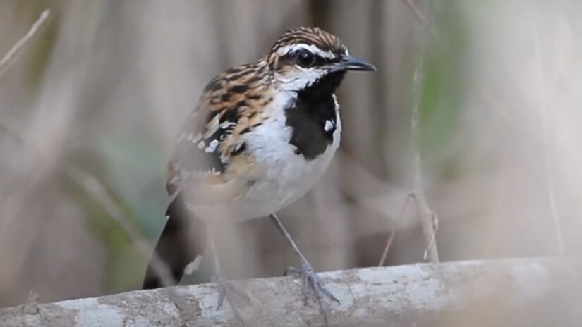 Ave "Tem-farinha-aí". Foto: Reprodução/Youtube