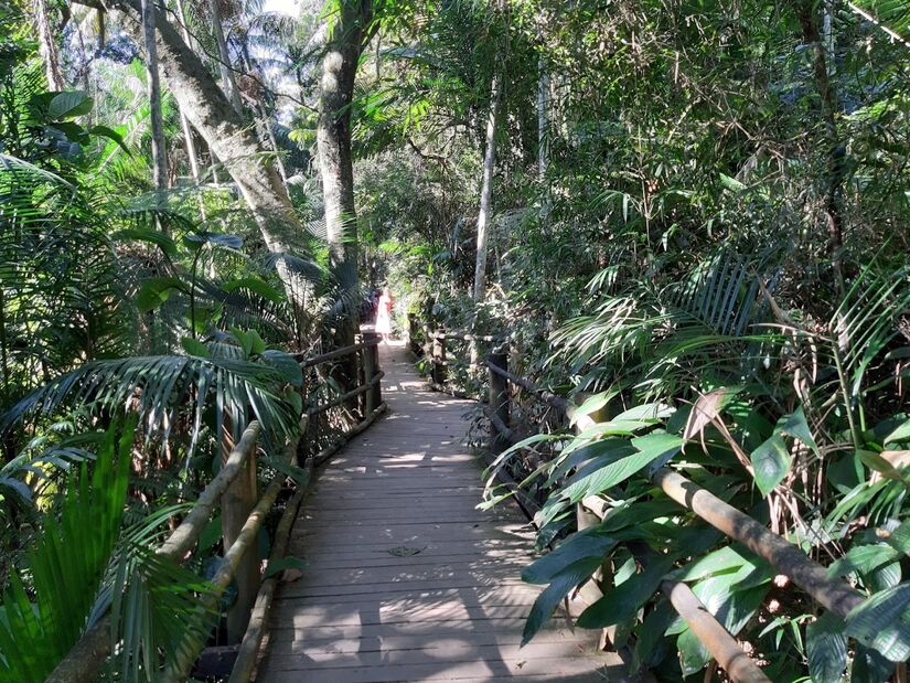 1. Trilha da Nascente do Riacho do Ipiranga: Localizada dentro do Parque Estadual das Fontes do Ipiranga, no Jardim Botânico, a Trilha da Nascente é a opção ideal para quem deseja um trajeto leve e aconchegante, por meio de um percurso de 720 metros entre ida e volta - (Josiclei Alves/Google Reviews)