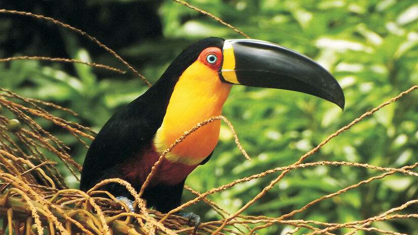 Uma atividade muito procurada por quem visita a Serra da Jureia é o birdwatching - Foto: Acervo Fundação Florestal