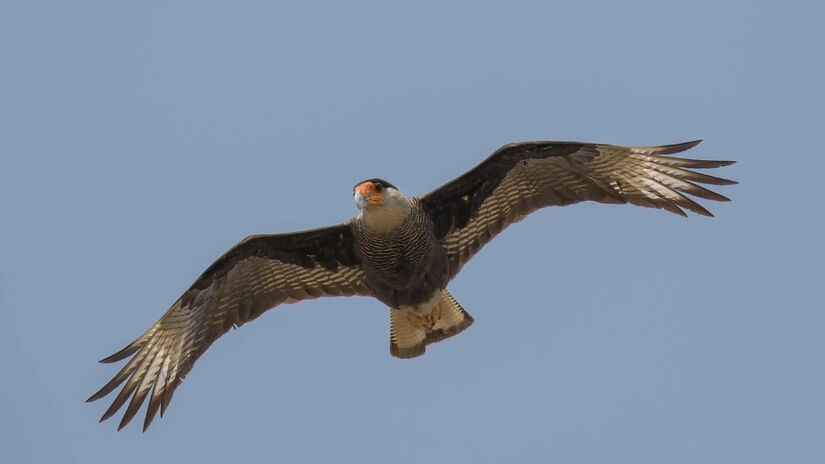 Curiosamente, o carcará compartilha frequentemente o espaço aéreo com urubus, seja durante o voo ou na busca por carniça. Foto: Animalia/Charles J Sharp