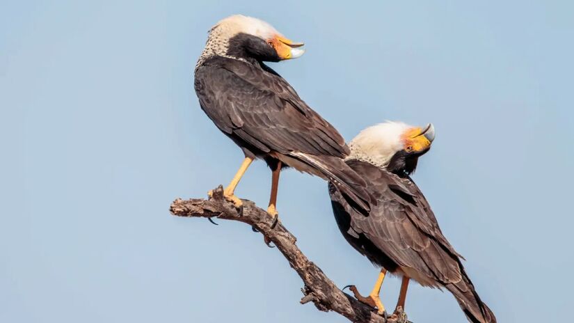 Na época de reprodução, o carcará destaca-se pela parceria entre macho e fêmea. O casal constrói ninhos rasos com galhos e ramos, onde a fêmea põe de dois a três ovos. Foto: Animalia/Andy Morffew